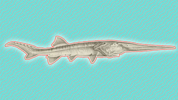 RIP, Chinese paddlefish.
