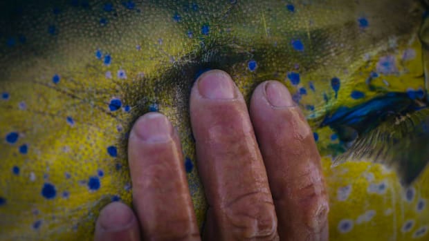 A fly angler holding a Dorado that he caught on the baja coast. 