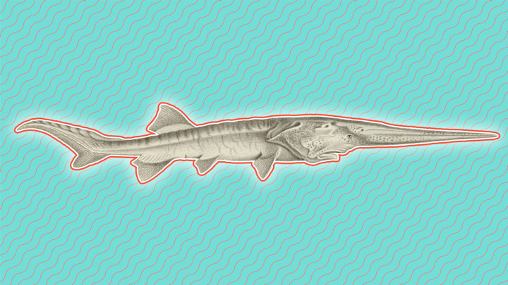 RIP, Chinese paddlefish.