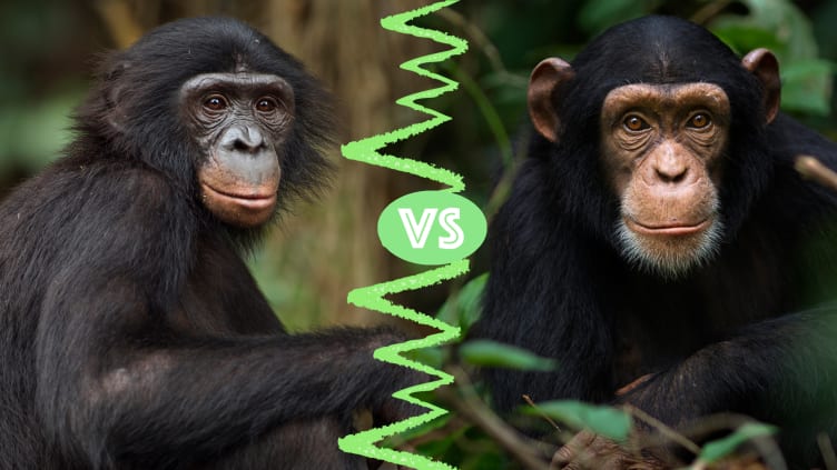 Bonobo on the left, chimp on the right.