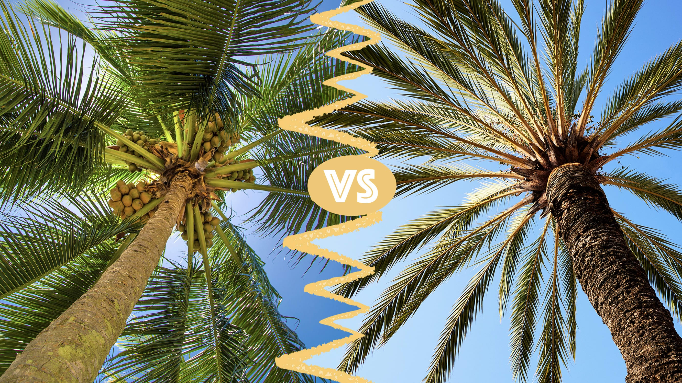 What&rsquo;s the Difference Between Coconut Trees and Palm Trees?