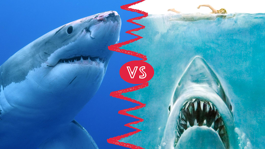 Steven Spielberg took some poetic license in his shark-centric summer blockbuster. Steven Spielberg took some poetic license in his shark-centric summer blockbuster.