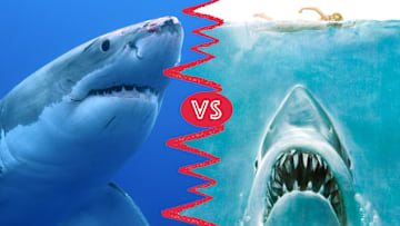 Steven Spielberg took some poetic license in his shark-centric summer blockbuster.
