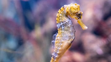 A longsnout seahorse (Hippocampus reidi) also known as...