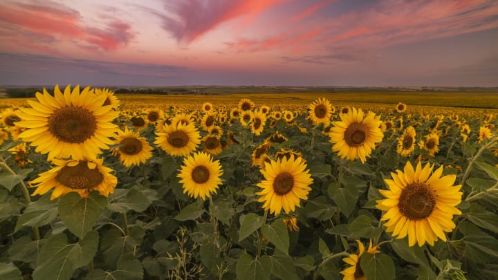 North Dakota sunflowers await visitors using the new Bloom Map. Image courtesy North Dakota Tourism 