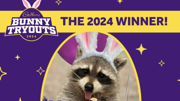 Cadbury Bunny  Contest winner 2024
