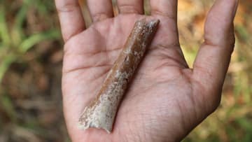 The humerus fragment excavated in 2013.
