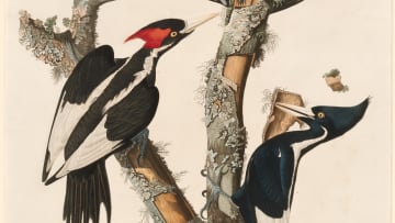 Ivory-Billed Woodpeckers in John James Audubon's ‘Birds of America.’