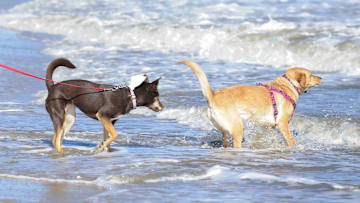 Dogs hit the beach for the Lewes Polar Bear Pooch Parade and Plunge in 2015.