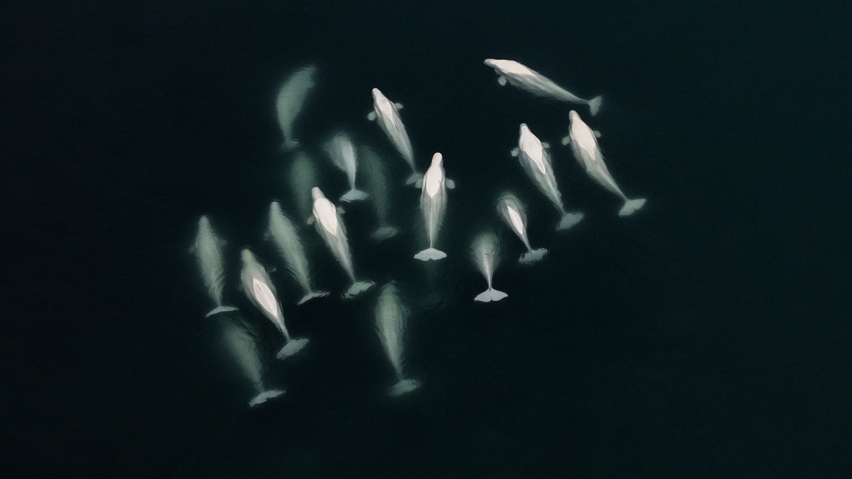 Beluga Livestream Captures the Whales' Epic Summer Migration