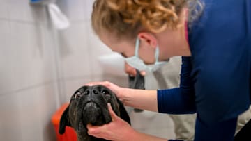 Veterinary Animal Hospital in Turkiye's Ankara
