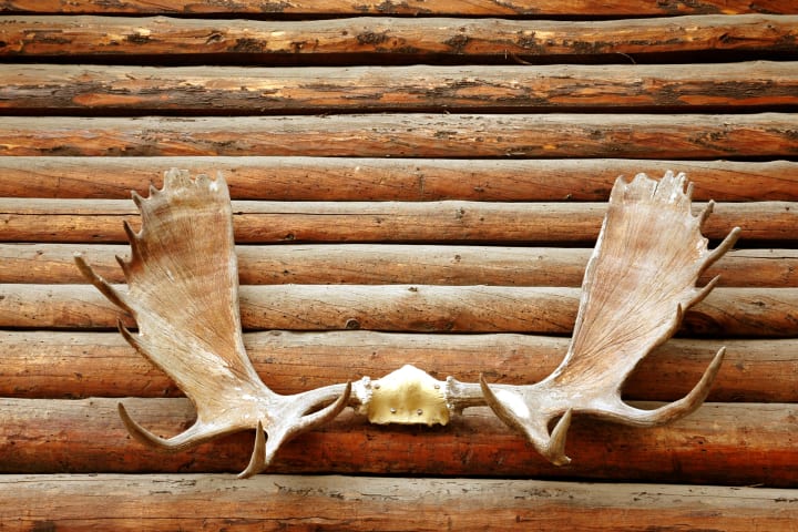 Moose antler hanging on the logs of a wooden wall. 