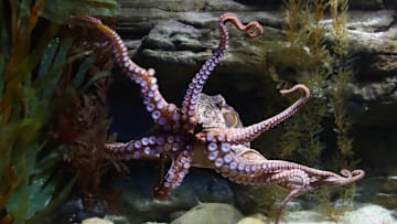 SEA LIFE Melbourne Aquarium Reopens To Public Under Victoria's Eased COVID-19 Restrictions