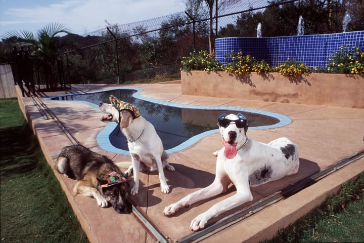 Three dogs being lazy by a pool