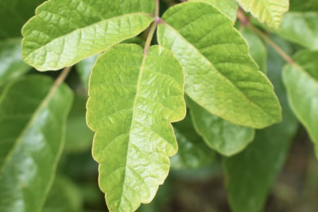 Poison Oak