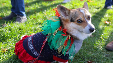 A corgi dressed up in Christmas gear