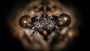 Macro perspective into the world of arthropods