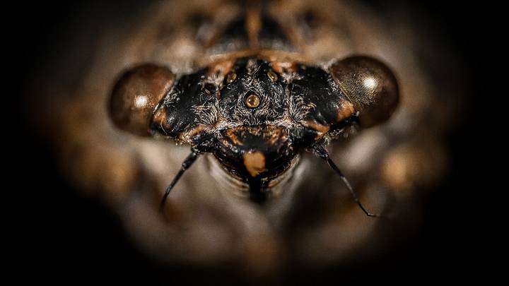 Macro perspective into the world of arthropods