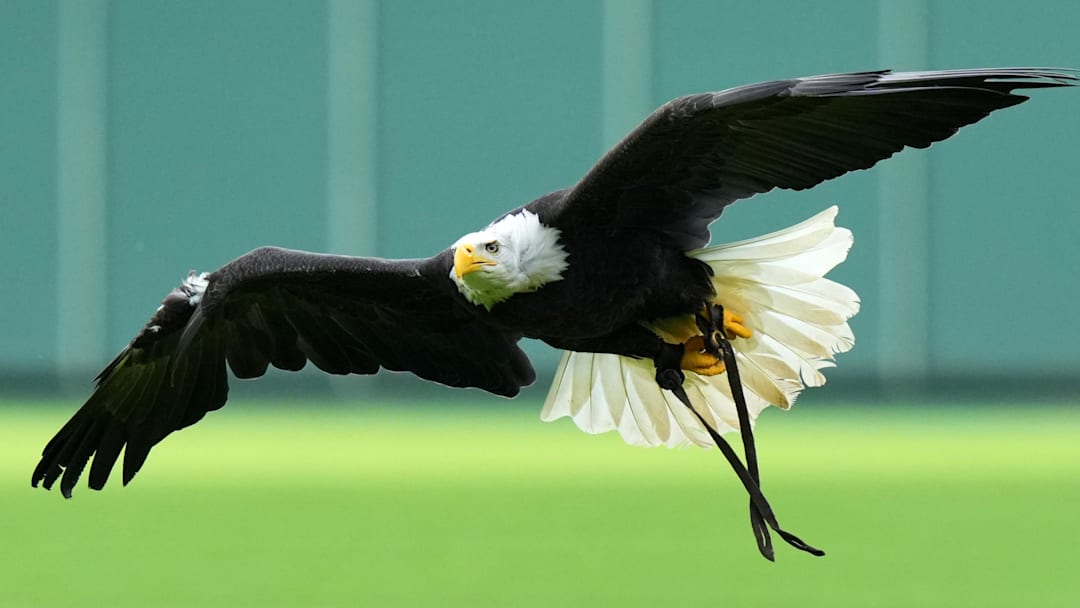 May 4, 2024; Cincinnati, Ohio, USA; Sam, an American bald eagle from the Cincinnati Zoo, takes flight from center field at the conclusion of the national anthem before the first inning of a baseball game between the Baltimore Orioles and the Cincinnati Reds at Great American Ball Park. Mandatory Credit: The Cincinnati Enquirer-Imagn Images