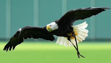 May 4, 2024; Cincinnati, Ohio, USA; Sam, an American bald eagle from the Cincinnati Zoo, takes flight from center field at the conclusion of the national anthem before the first inning of a baseball game between the Baltimore Orioles and the Cincinnati Reds at Great American Ball Park. Mandatory Credit: The Cincinnati Enquirer-Imagn Images