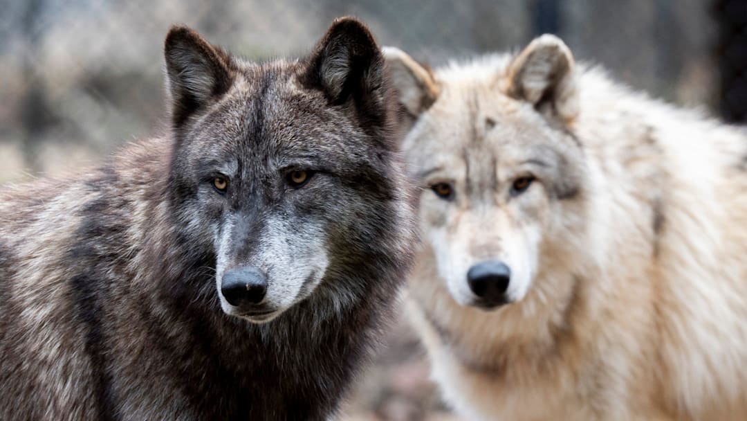Two wolves standing next to another