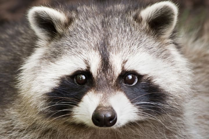 Close up of a cute raccoon face
