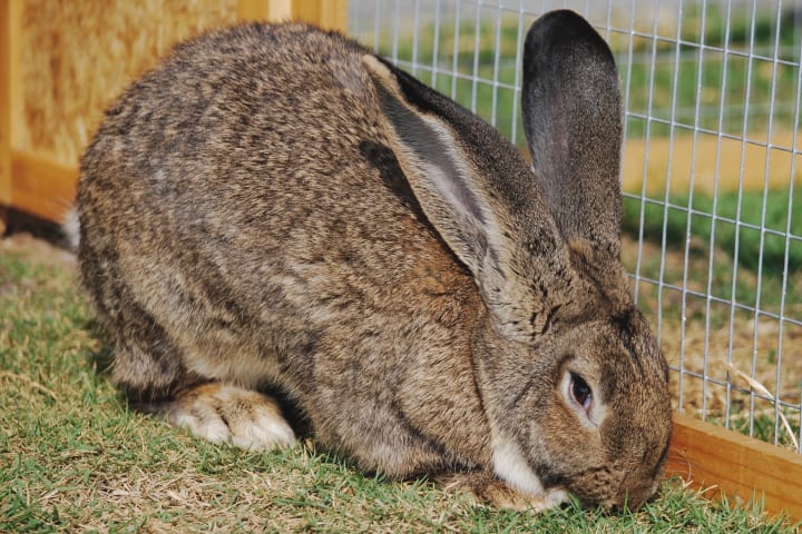 Flemish giant rabbit, 2 years old, in a garden.