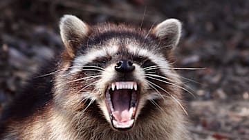 A raccoon being less than cute.