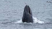Humpback whales feed near Anacapa Island.