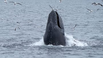 Humpback whales feed near Anacapa Island.