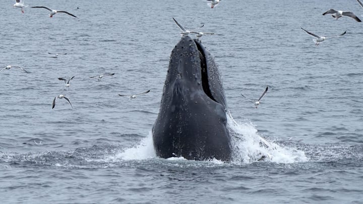 Humpback whales feed near Anacapa Island. Humpback whales feed near Anacapa Island.