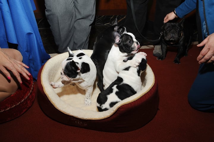 three French bulldog puppies