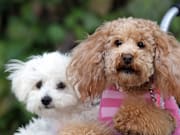 Asian International Dog Show
