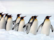 Up Close Viewing Of Animals Attracts Visitors To Asahiyama Zoo