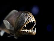 Deep Sea World Displayed At the Natural History Museum's Latest Exhibition