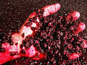 Australian Wine Grape Growers Faced With Oversupply