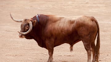 USF fans asked for a live bull at the football game and that's what they will get.