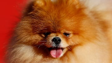 A Pomeranian looks on while participating in the 3rd BAIRO...