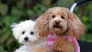 Asian International Dog Show