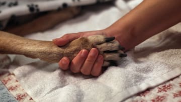 Veterinarian Makes Home Visits To Euthanize Dying Pets