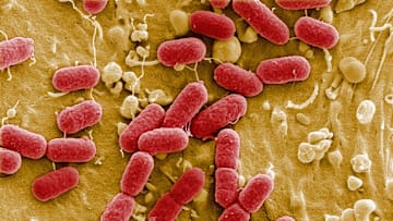 EHEC Outbreak Claims 11 Lives
