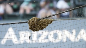 Bees swarmed and delayed the Arizona Diamondbacks and Los Angeles Dodgers game, but former South Carolina baseball star Christian Walker hit a walk-off anyway.