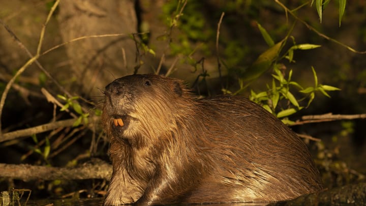 Kents Wild Beavers Raise Concerns Amongst Farming Community