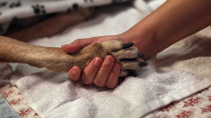 Veterinarian Makes Home Visits To Euthanize Dying Pets