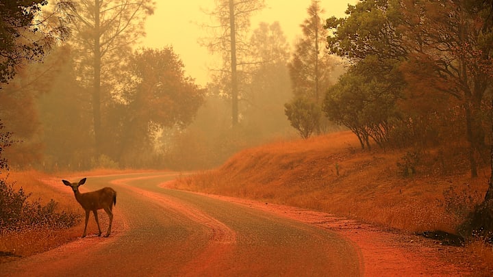 Massive Wildfire Spreads To 80,000 Acres, Scorches Homes Near Redding, CA