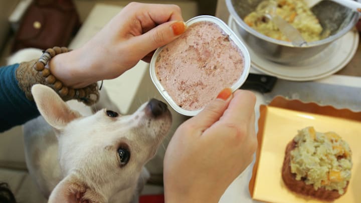 Pet Owners Take Part In Dog Food Cookery Class In Seoul Pet Owners Take Part In Dog Food Cookery Class In Seoul