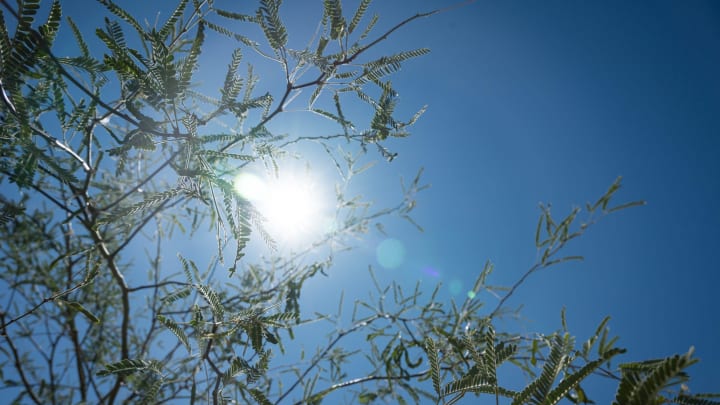 The sun shines through a tree at Cholla Trail on May 13, 2024, in Phoenix.