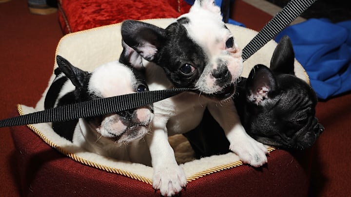 American Kennel Club's 2013 Most Popular Dogs American Kennel Club's 2013 Most Popular Dogs