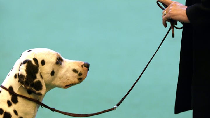Crufts Dog Show Crufts Dog Show