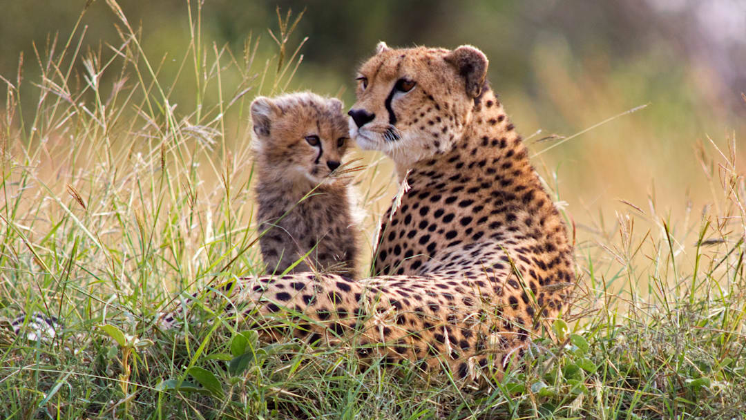 Mama cheetah and her cub. Mama cheetah and her cub.